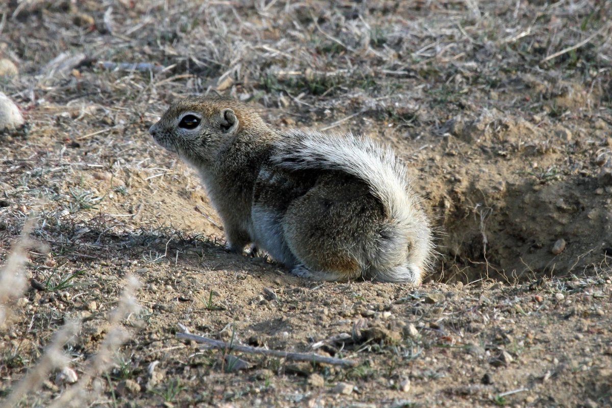 San Joaquin Antelope Squirrel. Photo uploaded to Wikipedia by GregTheBusker.