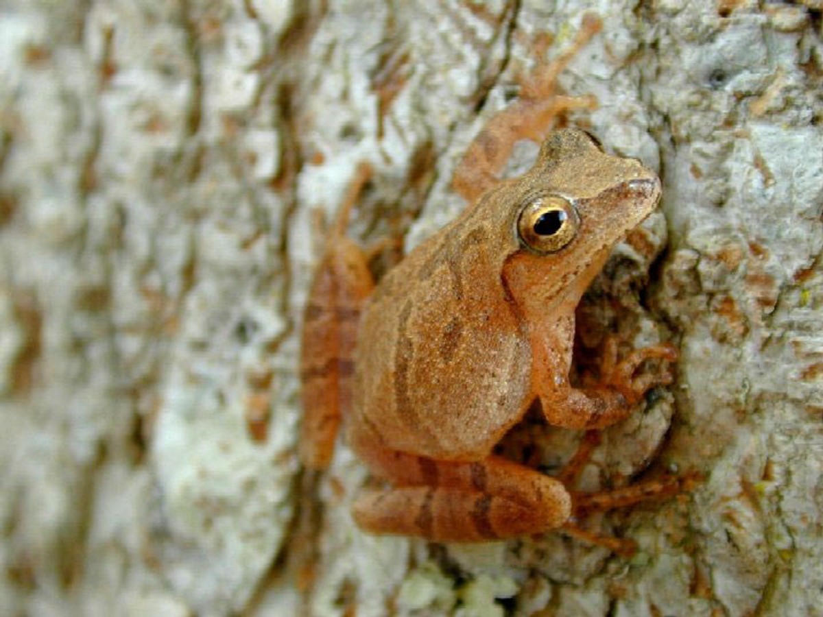 Spring Peeper on a tree. Photo shared on Wikipedia by USGS.