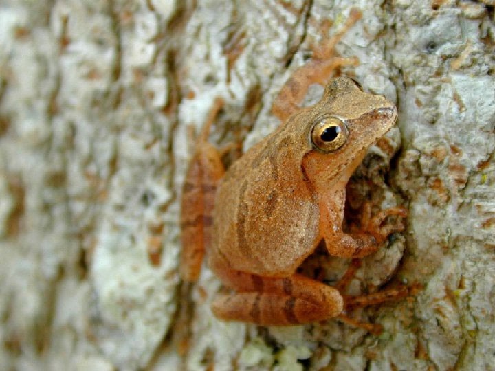 Spring Peeper on a tree. Photo shared on Wikipedia by USGS.