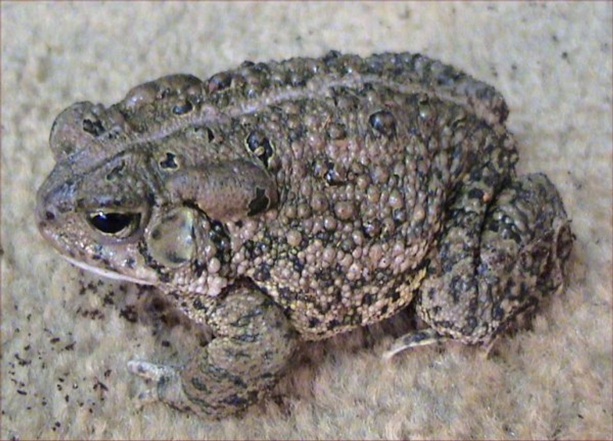 Woodhouse's Toad. Photo shared on Wikipedia, photographer unknown.