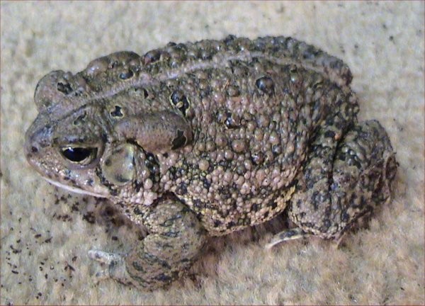 Woodhouse's Toad. Photo shared on Wikipedia, photographer unknown.