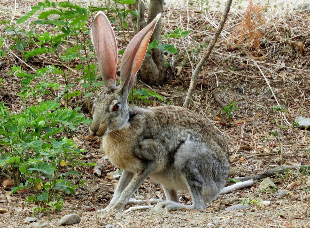 Antelope Jackrabbit. Photo shared on Wikipedia by Francisco Farriols Sarabia.