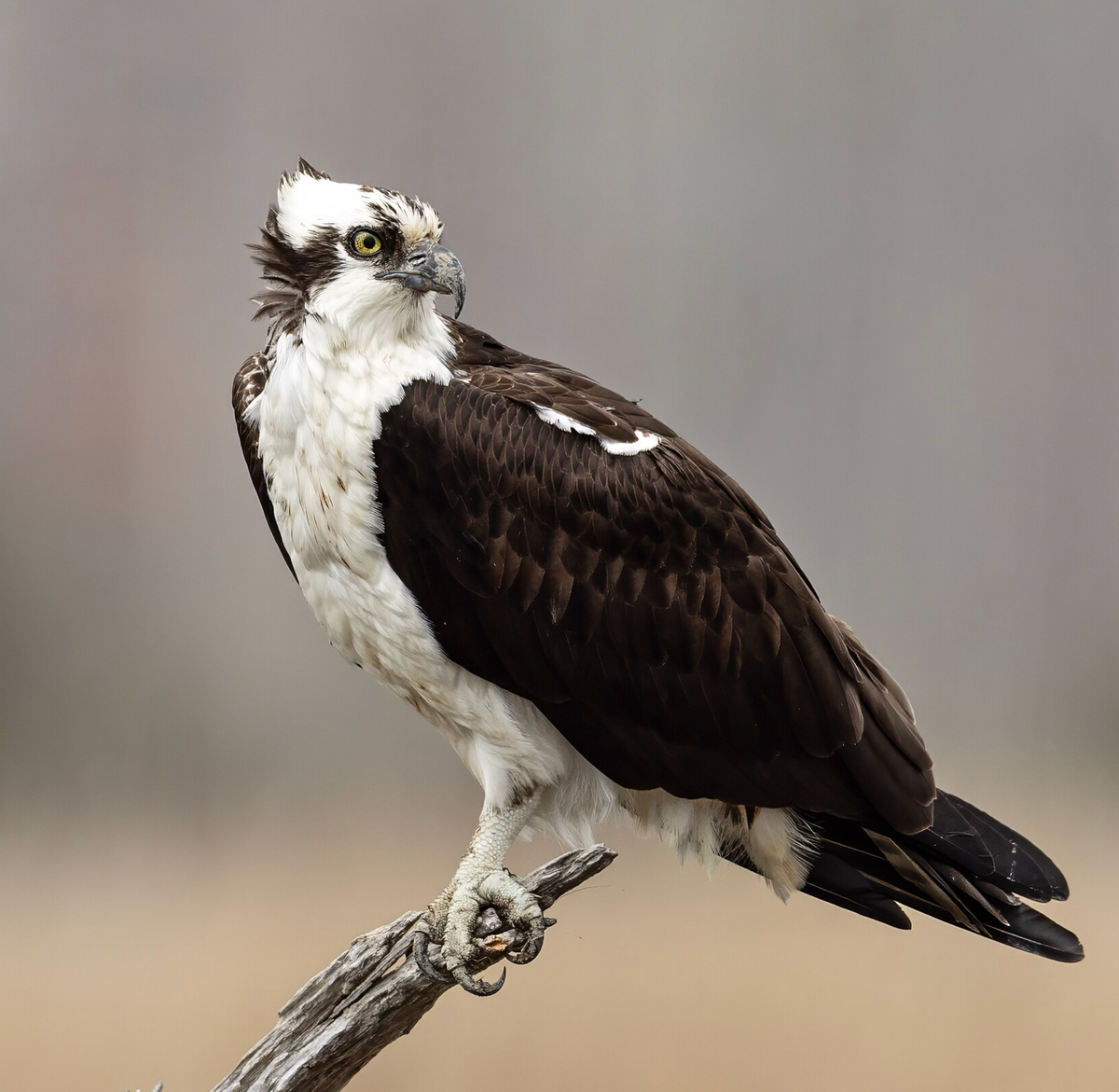 Osprey. Photo shared on Wikipedia by Chuck Homler / Focus On Wildlife.