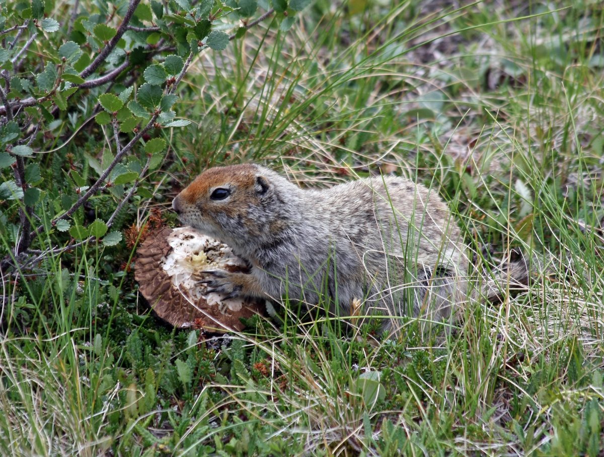 An Arctic Ground Squirrel eating a mushroom. Photo posted to Wikipedia by Ianaré Sévi.