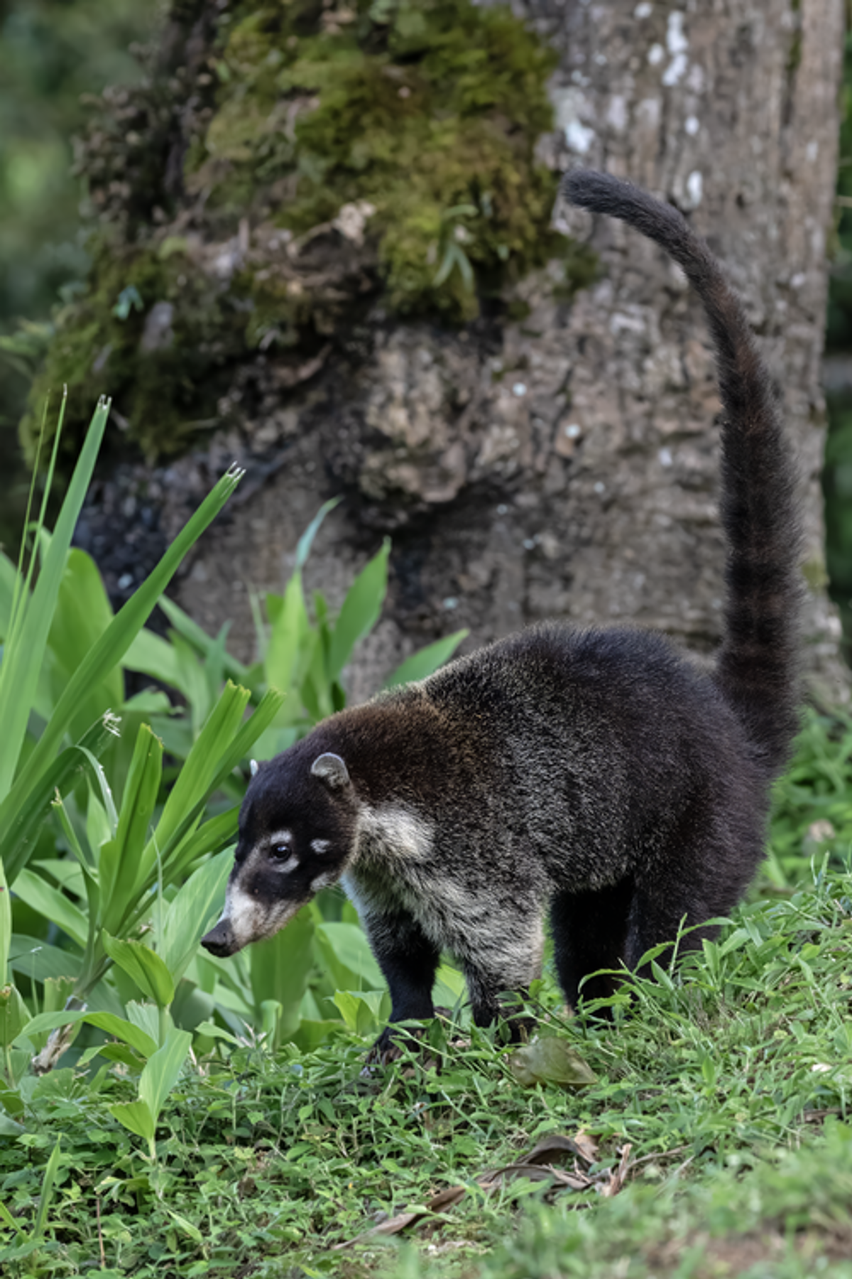 White-nosed Coati. Photo shared to Wikipedia by Chuck Homler, Focus On Wildlife