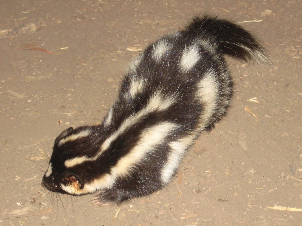 Western spotted skunk. Photo shared on Wikipedia by Brian Kentosh.