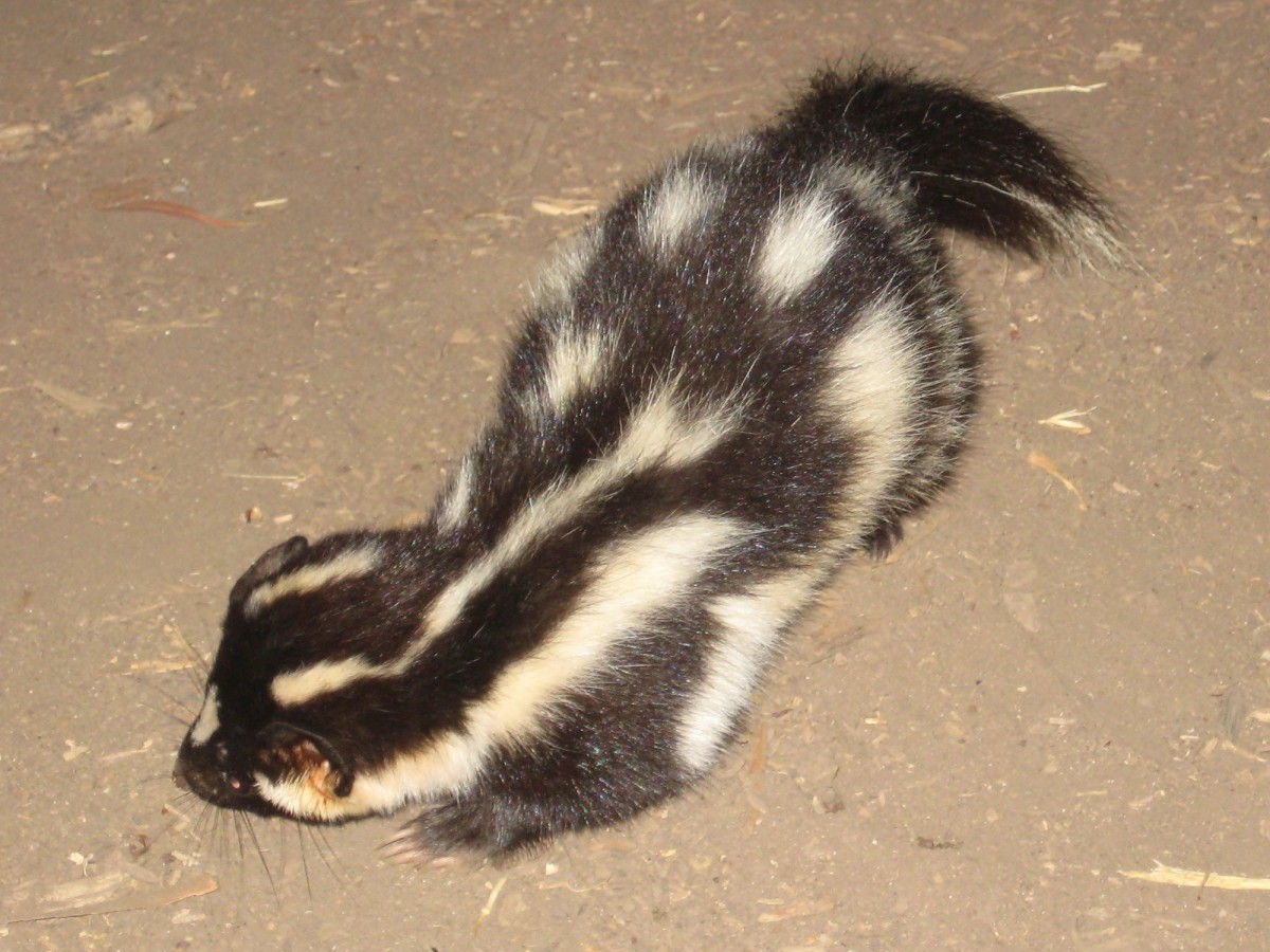 Western spotted skunk. Photo shared on Wikipedia by Brian Kentosh.
