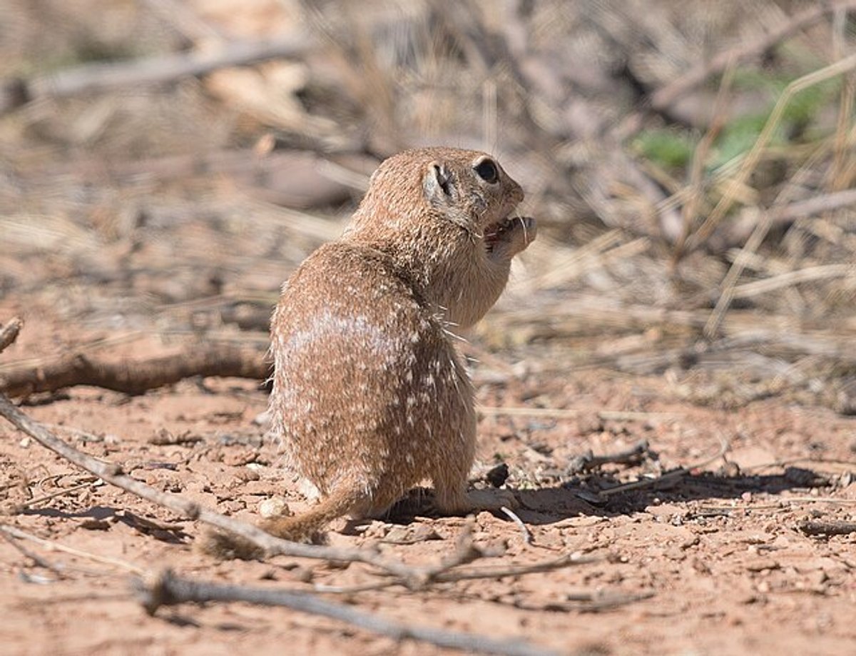 Spotted Ground Squirrel. Photo by VJAnderson.