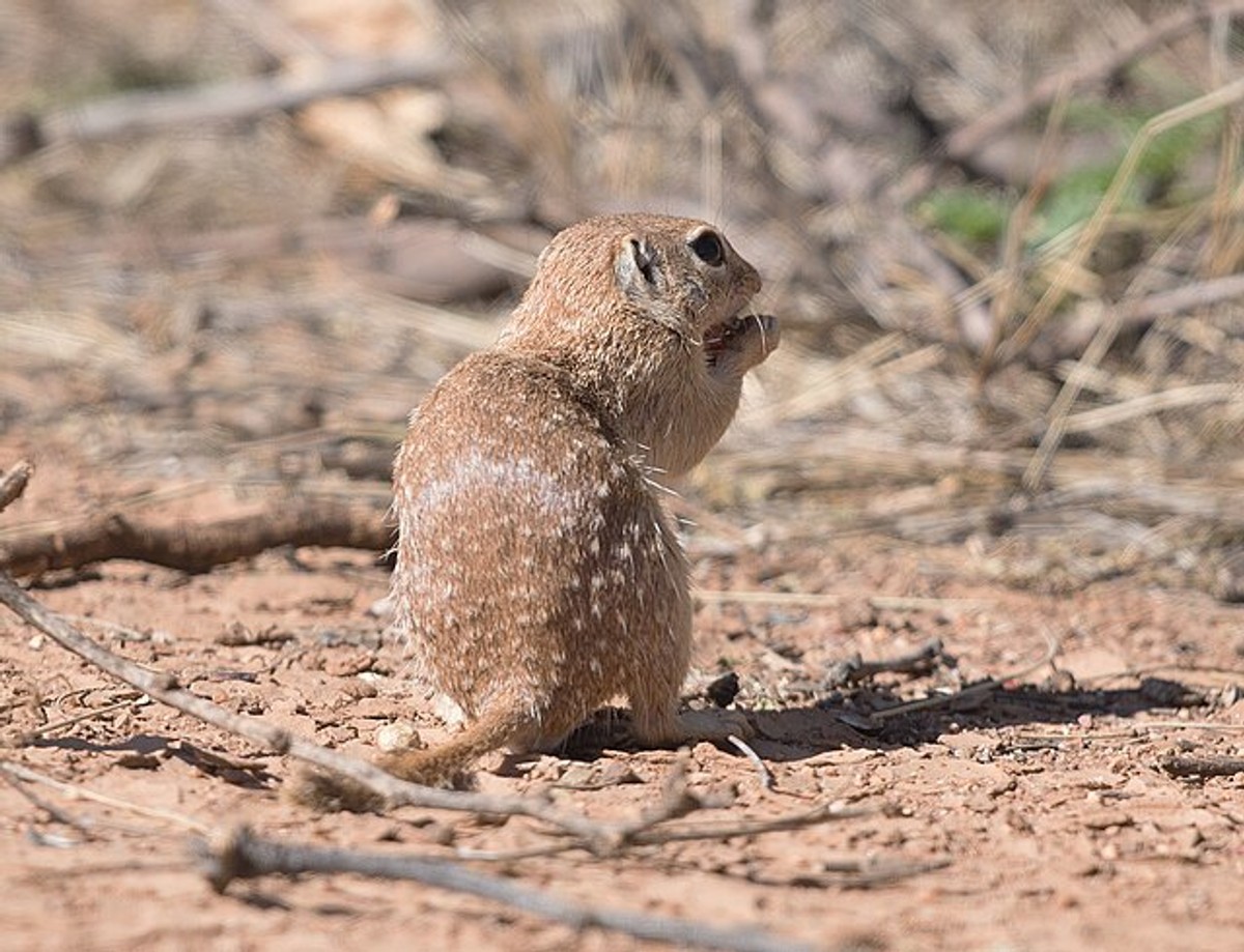 Spotted Ground Squirrel. Photo by VJAnderson.