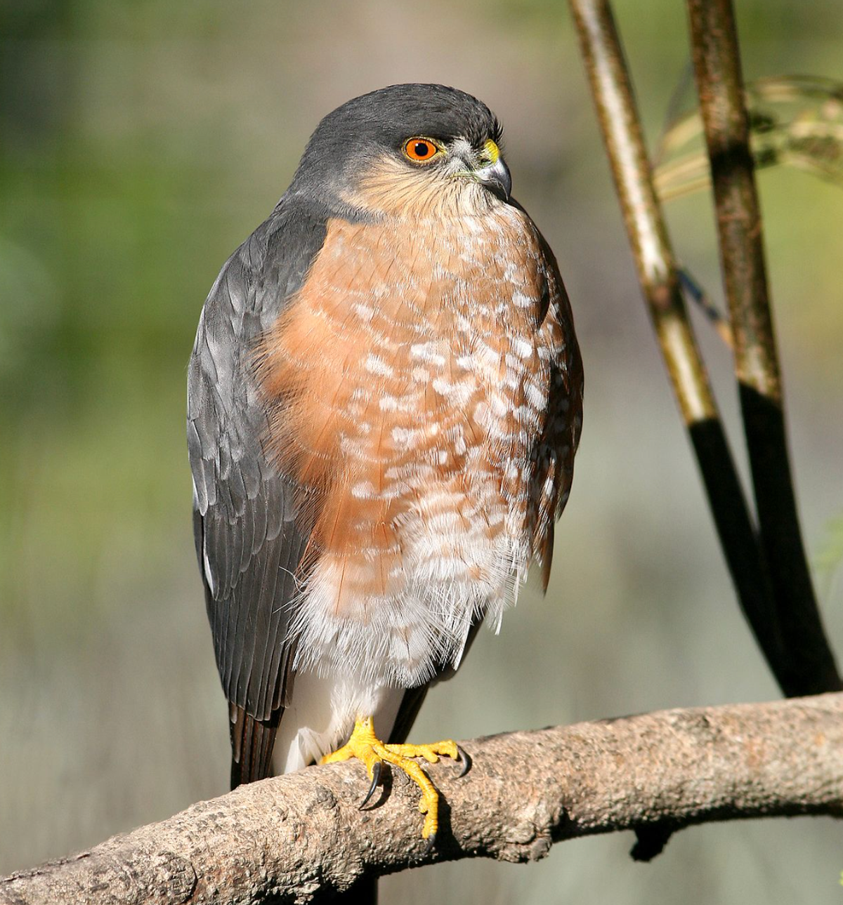 Sharp-shinned hawk, Canet Road, San Luis Obispo, CA. Photo shared on Wikipedia by Alan Schmierer.