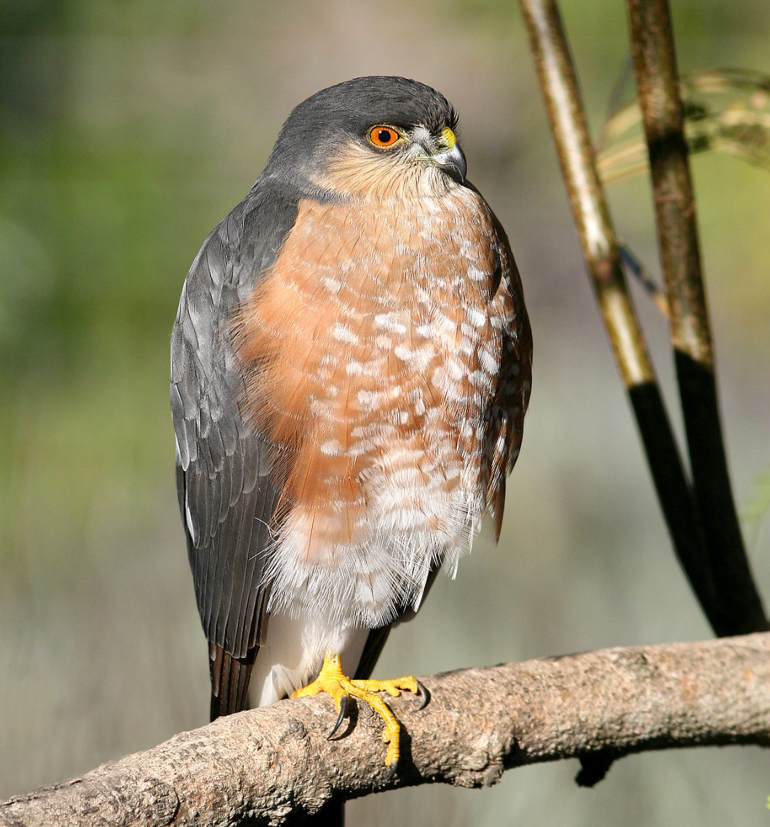 Sharp-shinned hawk, Canet Road, San Luis Obispo, CA. Photo shared on Wikipedia by Alan Schmierer.