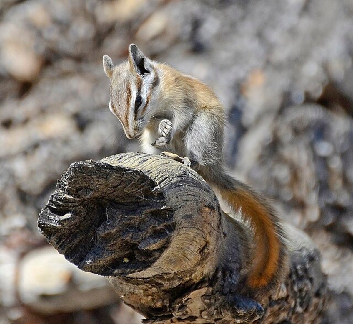 Palmer's Chipmunk. Photo by VJAnderson.