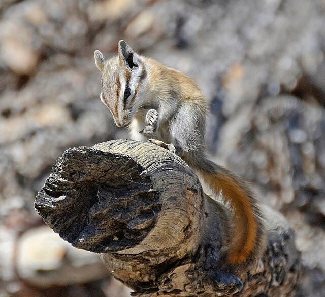 Palmer's Chipmunk. Photo by VJAnderson.