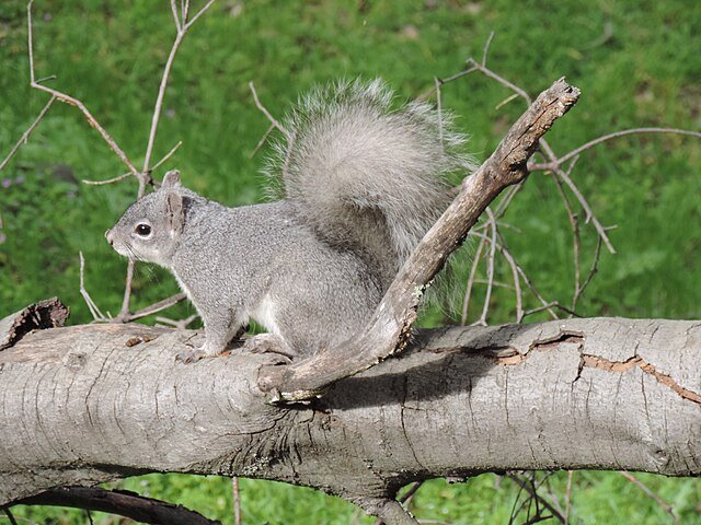 Western Gray Squirrel. Photo by Jonathangeary.