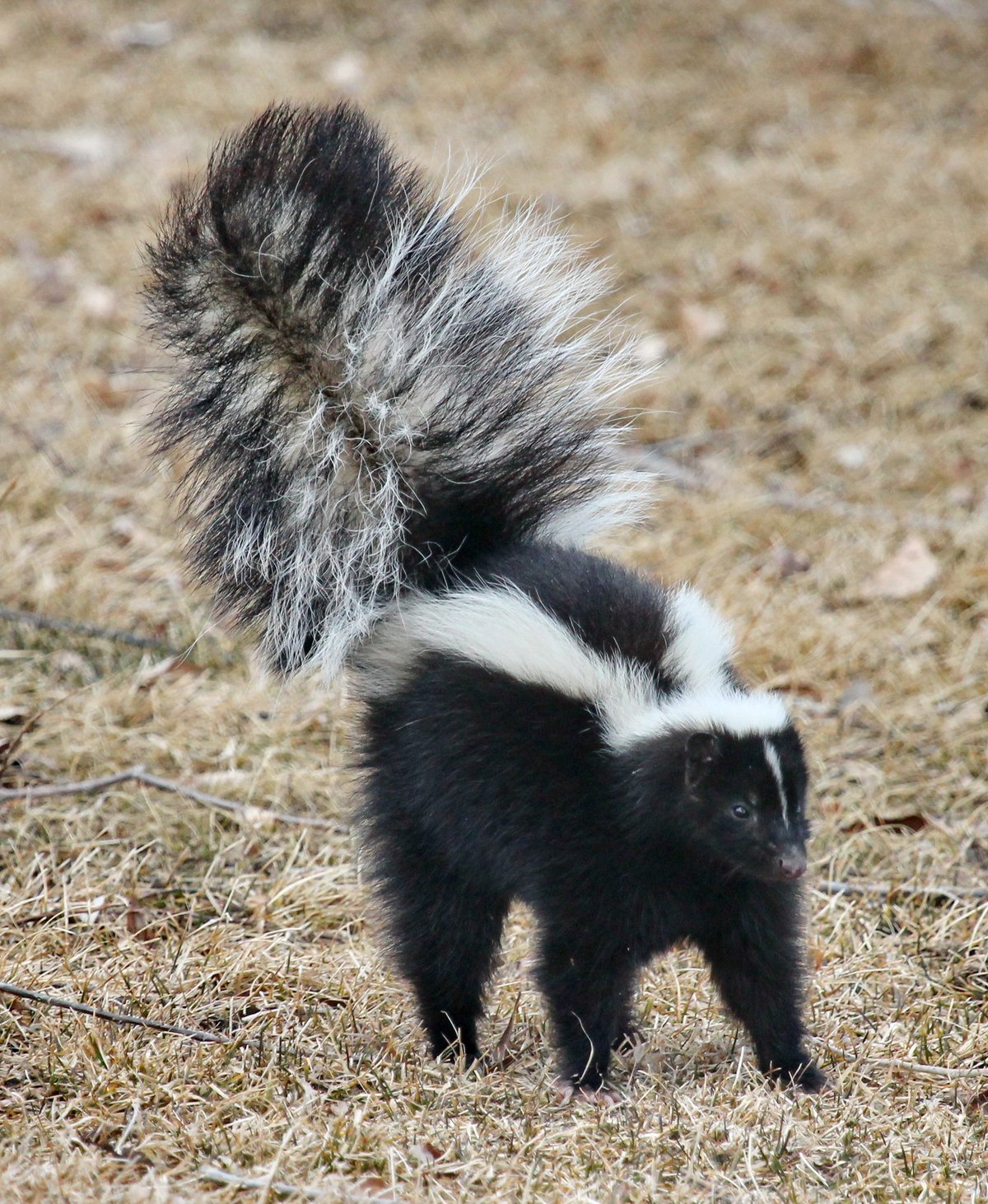 Striped-skunk. Photo shared on Wikipedia by Wallace Keck.