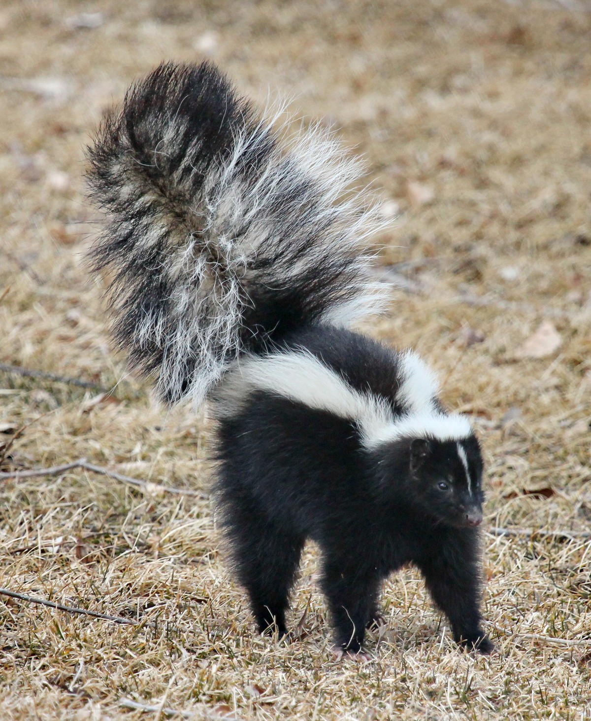 Striped-skunk. Photo shared on Wikipedia by Wallace Keck.