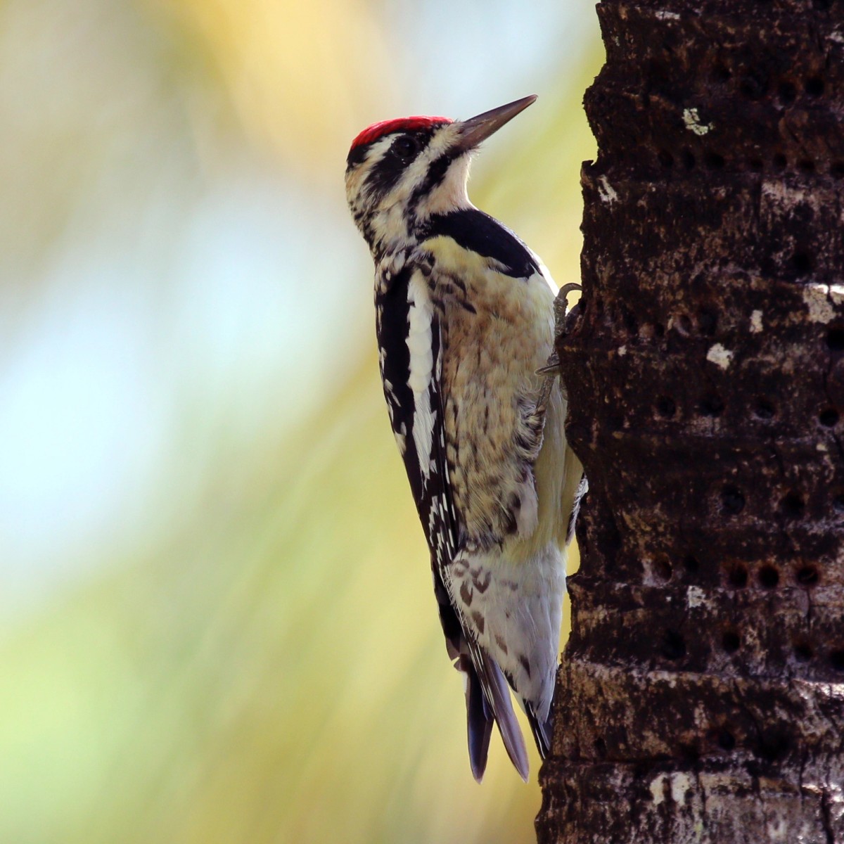 Yellow-bellied sapsucker female in Cuba. Photo shared on Wikipedia by Charles J. Sharp.