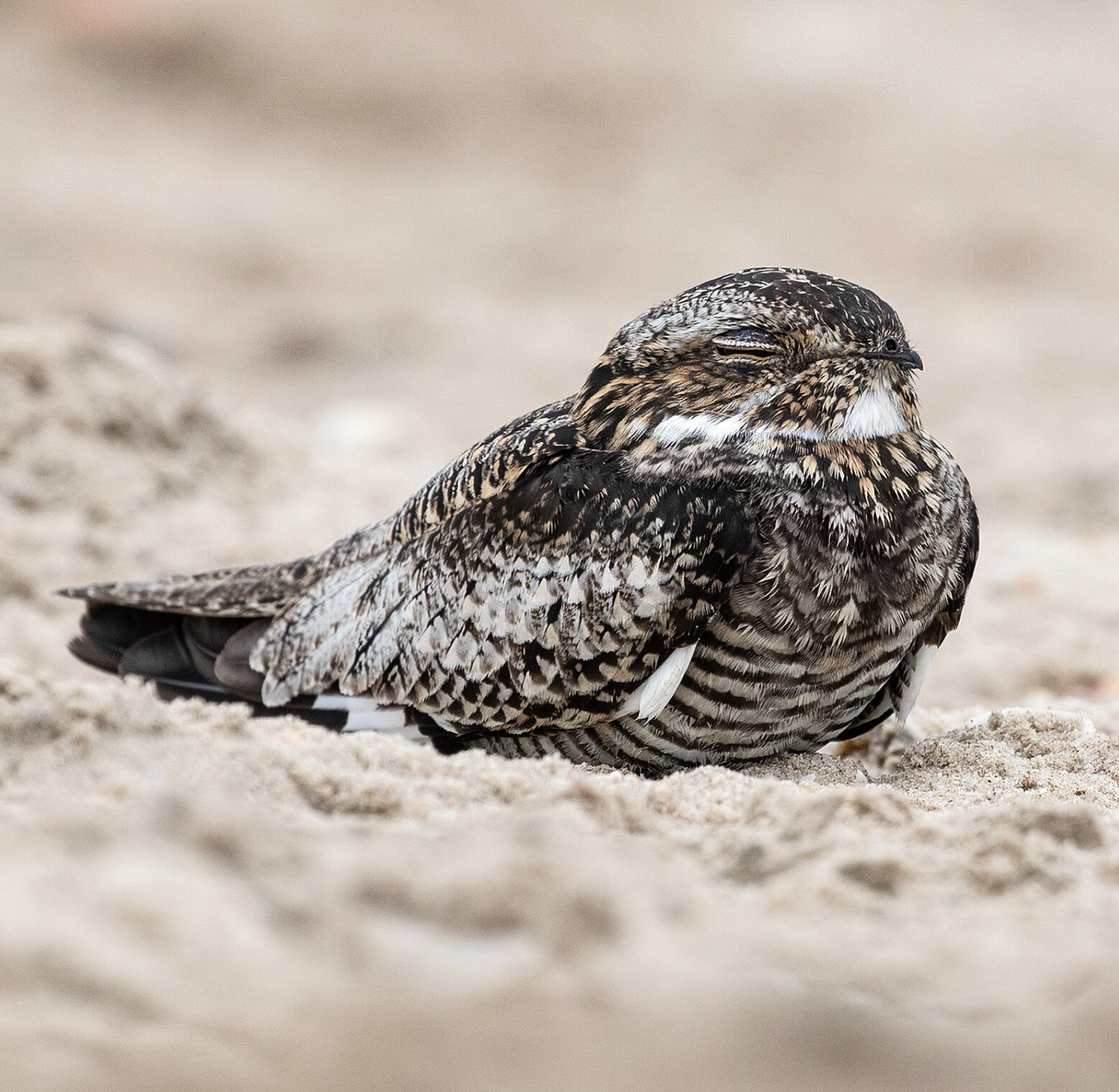 A Lesser Nighthawk sleeping on the beach at South Padre Island. Photo shared on Wikipedia by Chuck Homler, Focus On Wildlife.