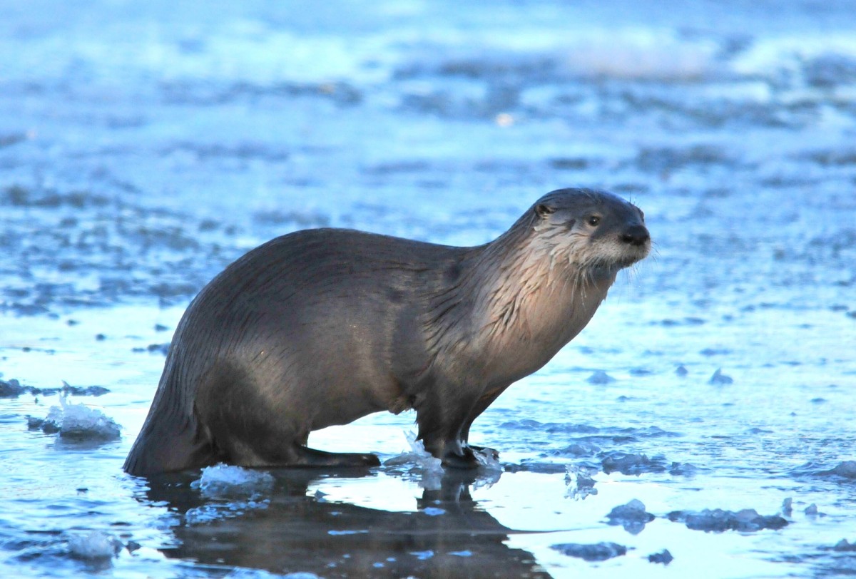 River otter. Photo shared on Wikipedia by USFWS Mountain-Prairie.