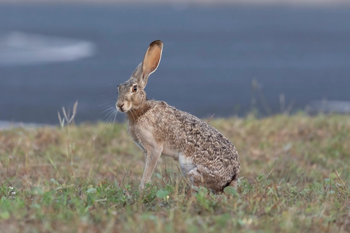 Black-tailed jackrabbit. Photo shared on Wikipedia by Chuck Homler d/b/a Focus On Wildlife.