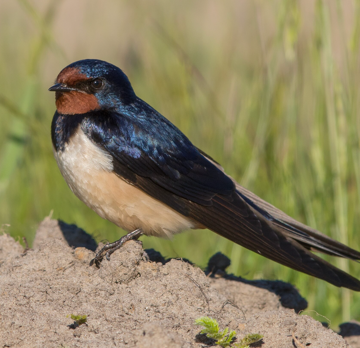 Barn swallow. Photo shared on Wikipedia by Andreas Trepte.