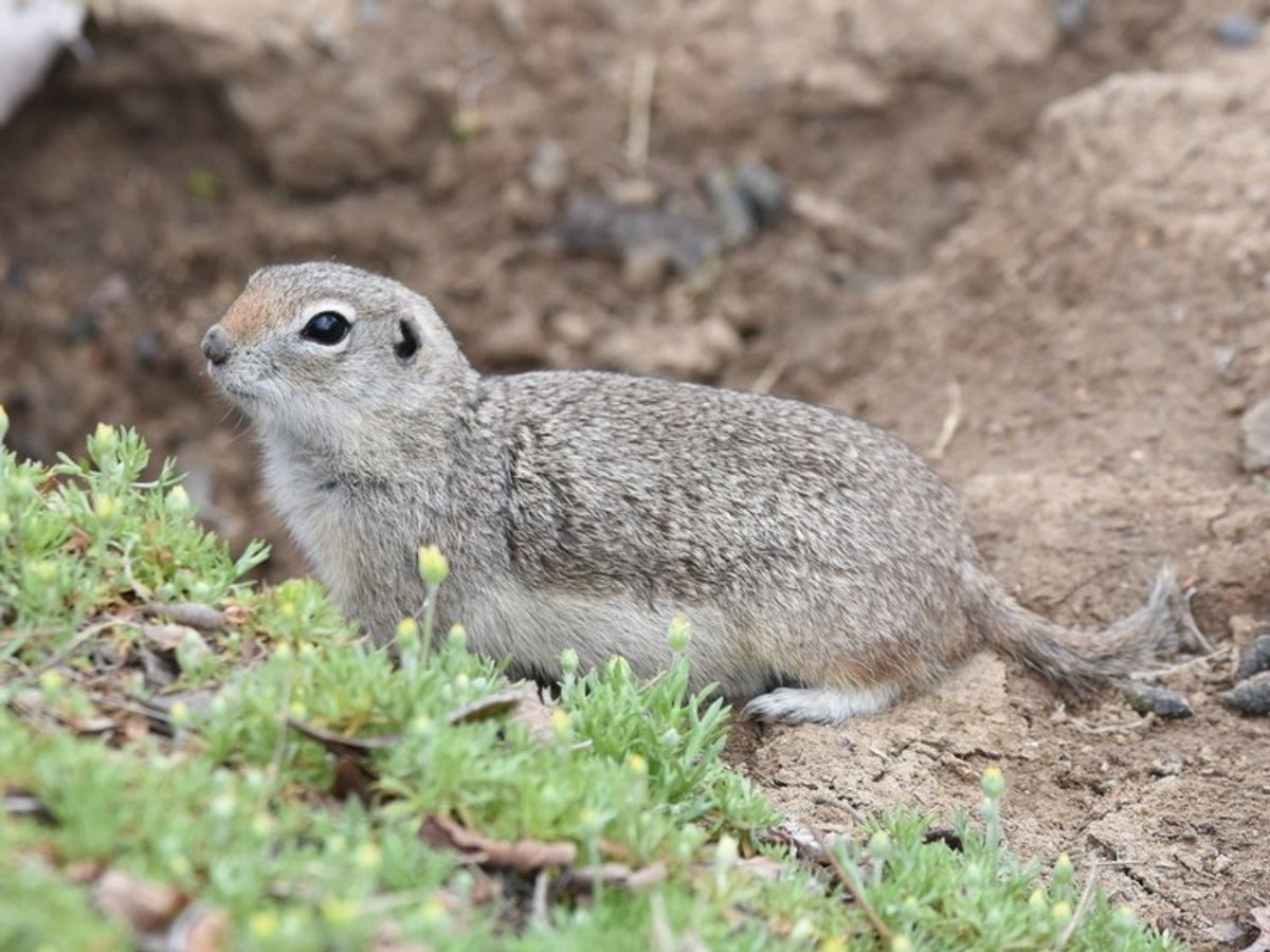 Merriam's Ground Squirrel. Photo posted to Wikipedia by Christopher Lindsey.