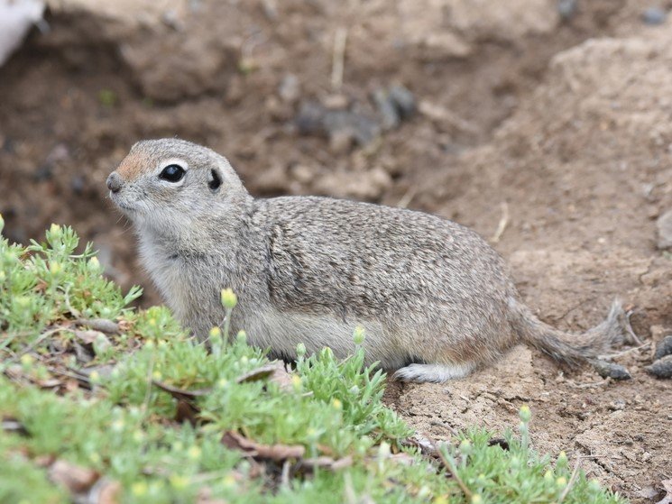 Merriam's Ground Squirrel. Photo posted to Wikipedia by Christopher Lindsey.