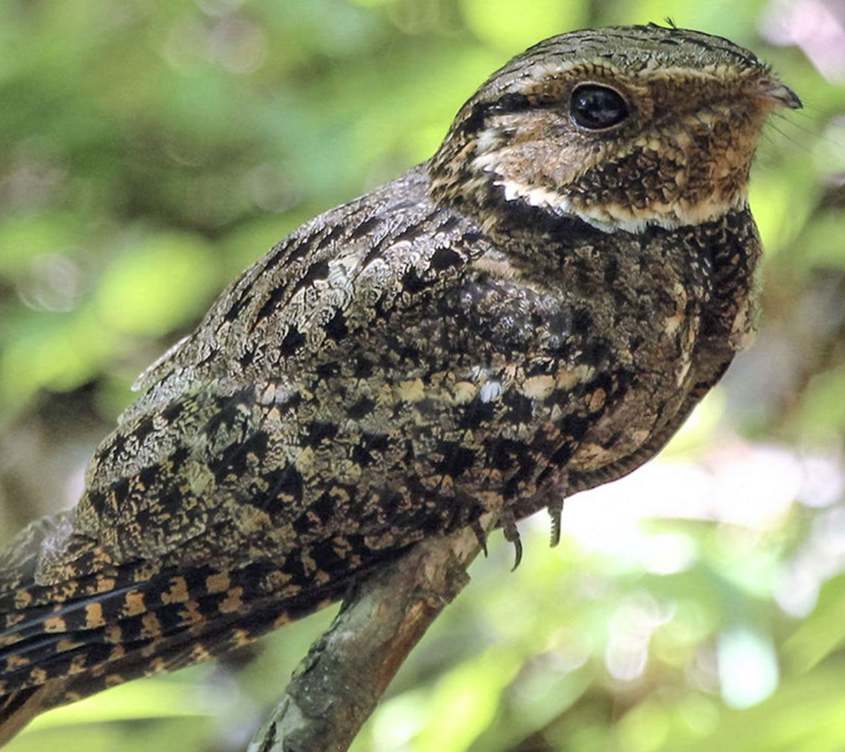 Eastern Whip-poor-will. Photo shared on Illinois Department of Natural Resources © Lennie Kaylor