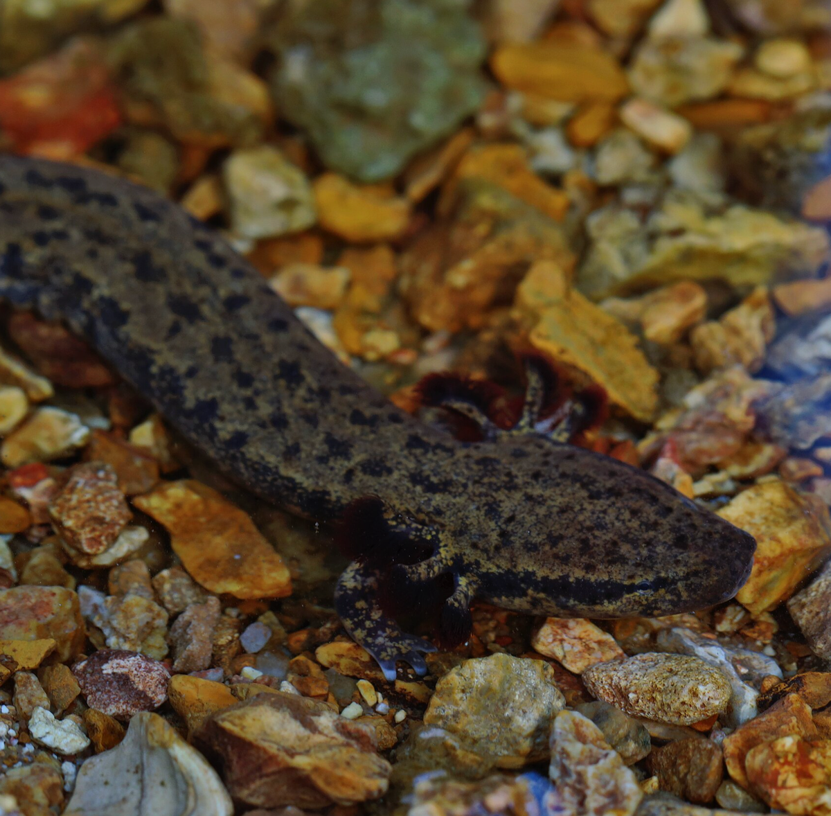 Mudpuppy. Photo shared on Wikipedia by Peter Paplanus.