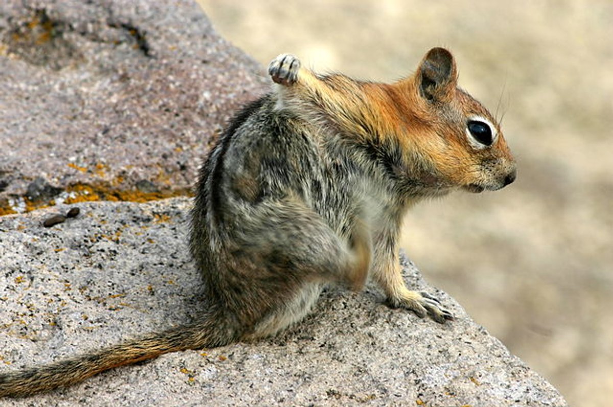 Crater Chipmunk. Photo by Wing-Chi Poon.