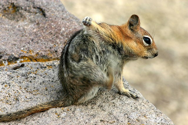 Crater Chipmunk. Photo by Wing-Chi Poon.
