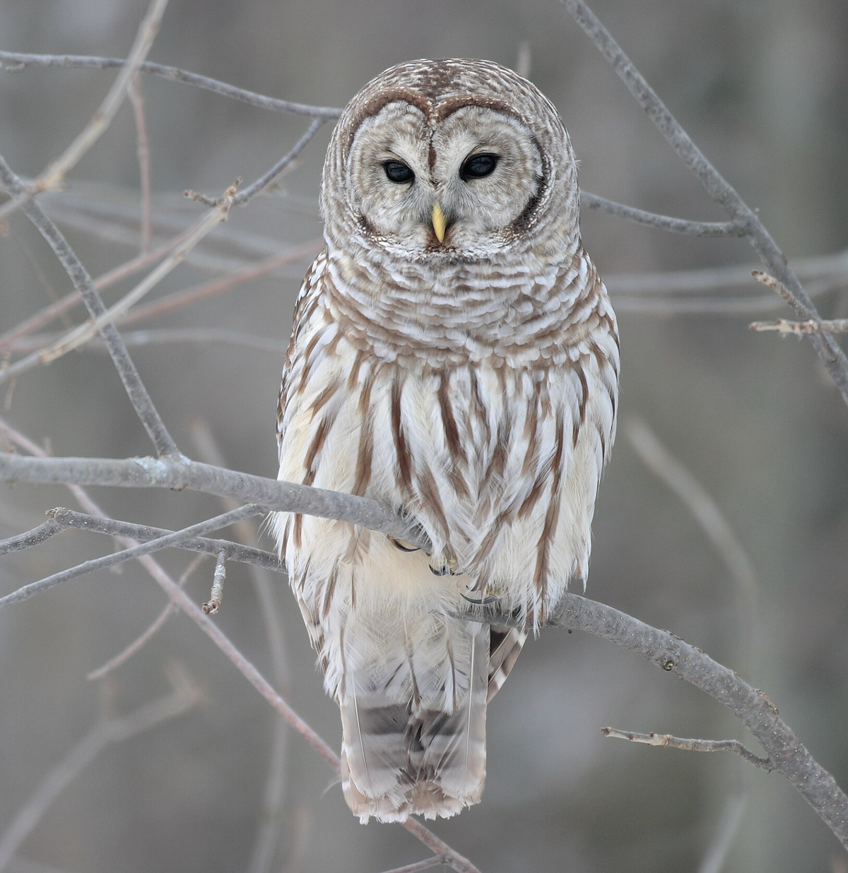 Barred owl, Whitby, Ontario. Photo shared on Wikipedia by Mdf