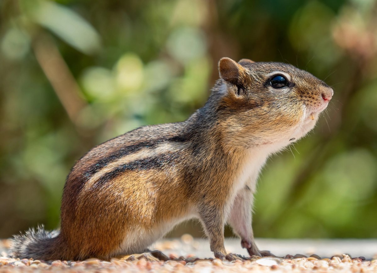 Eastern Chipmunk with stuffed cheeks in Prospect Park, Brooklyn, NY. Photo posted on Wikipedia by Rhododendrites.