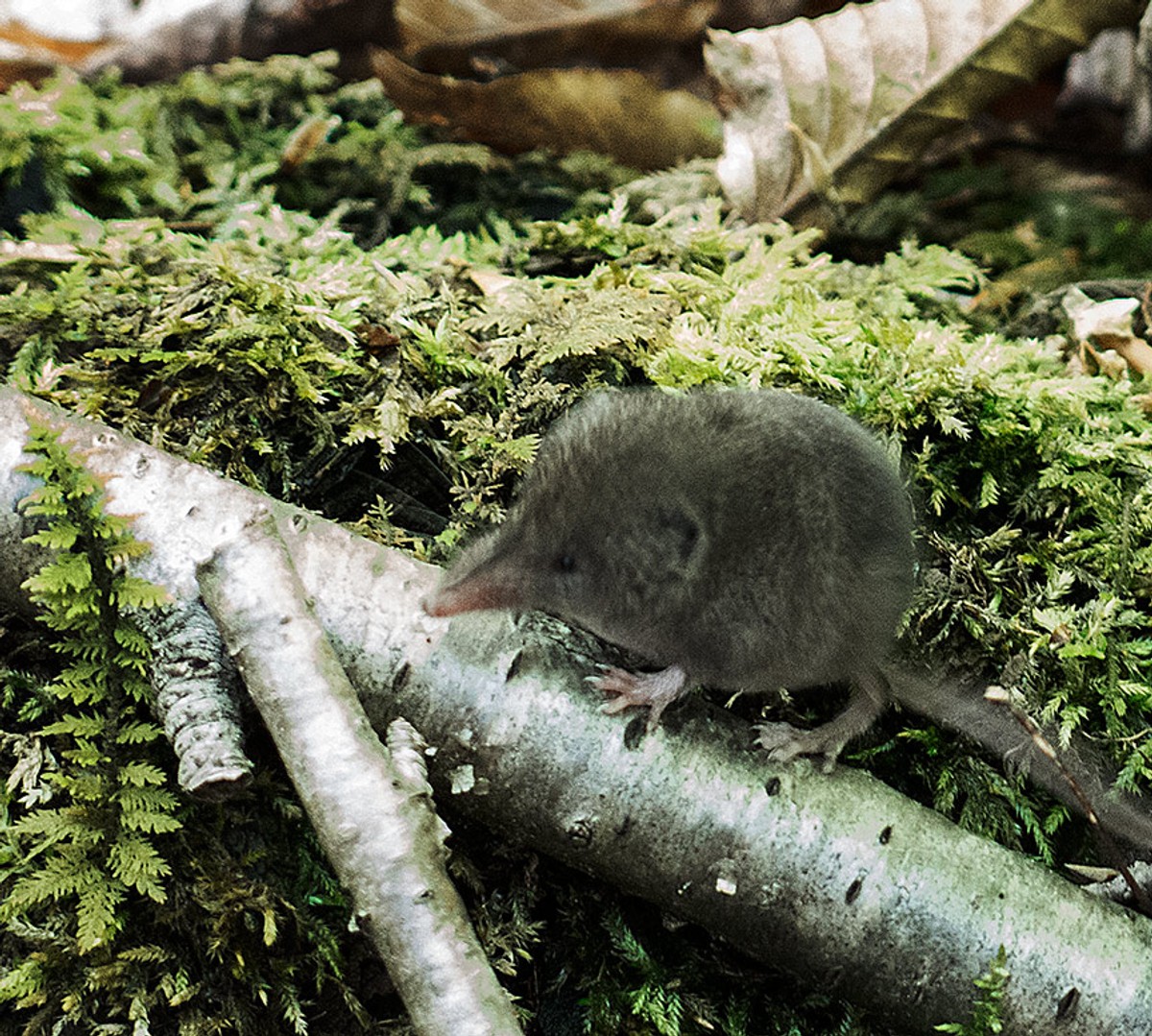 North American Least Shrew - Monroe State Forest, MA. Photo shared on Wikipedia by Writer Danny.