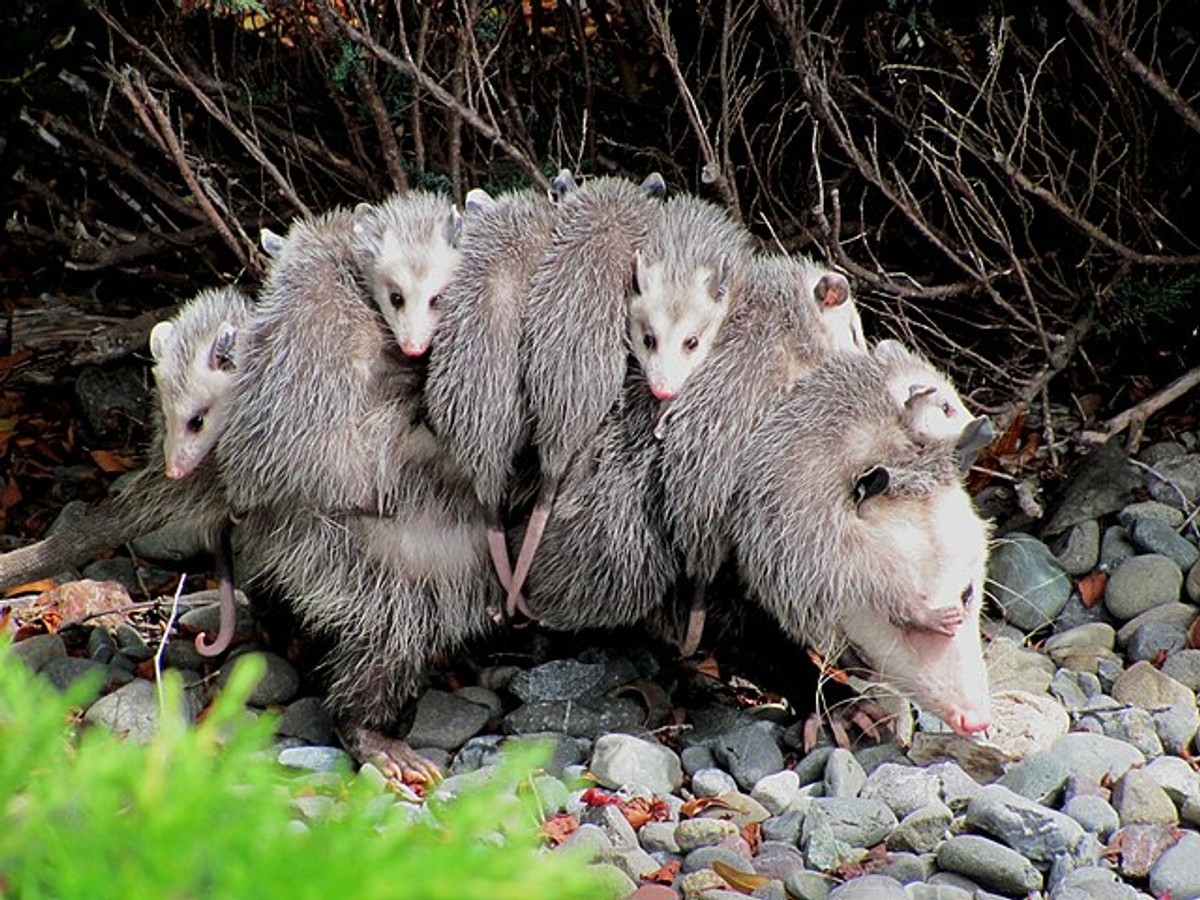 Opposums