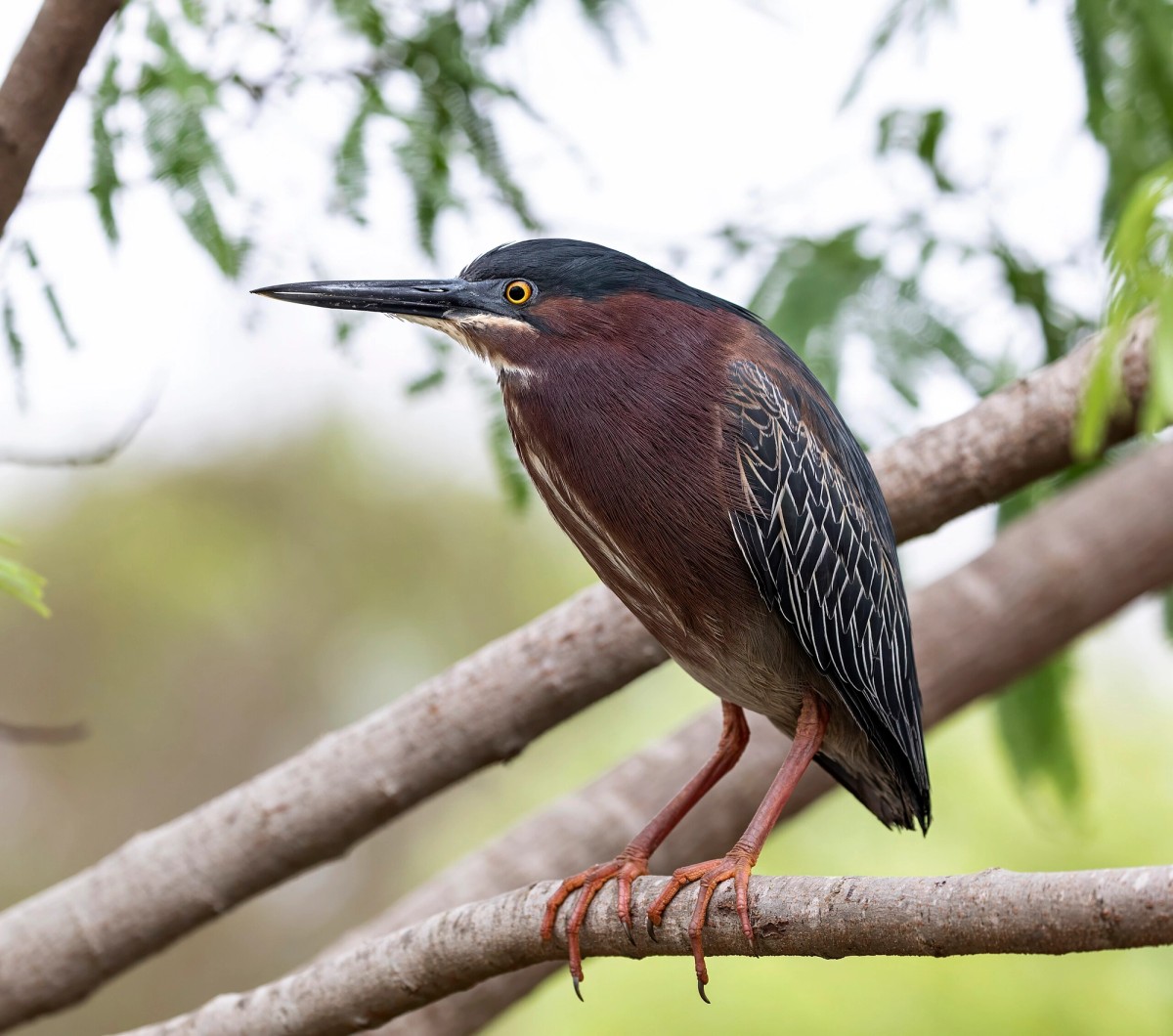 A Green Heron perched over the Laguna Madre is South Padre Island, TX. Photo shared on Wikipedia by Chuck Homler d/b/a Focus On Wildlife.