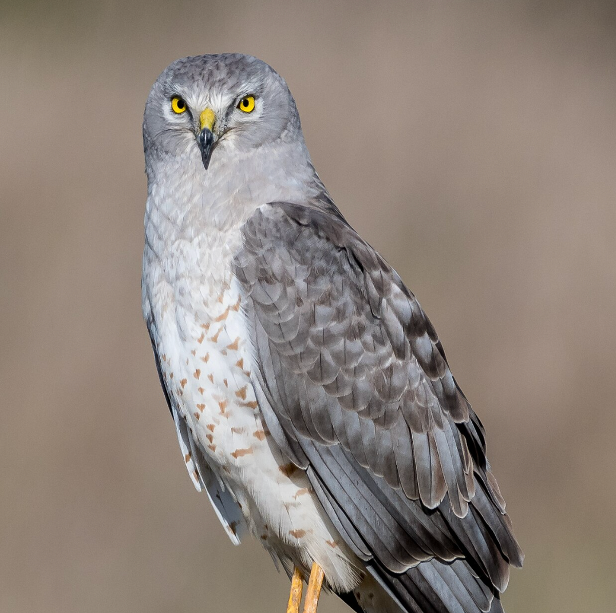 Male northern harrier in Berkeley, CA. Photo shared on Wikipedia by Becky Matsubara.
