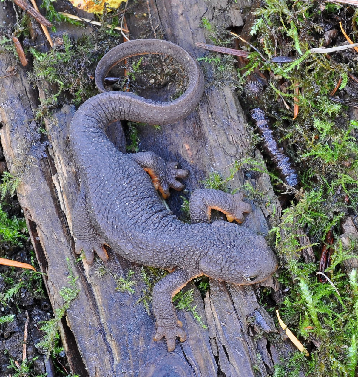 A rough-skinned newt. Photo shared on Wikipedia by The High Fin Sperm Whale.