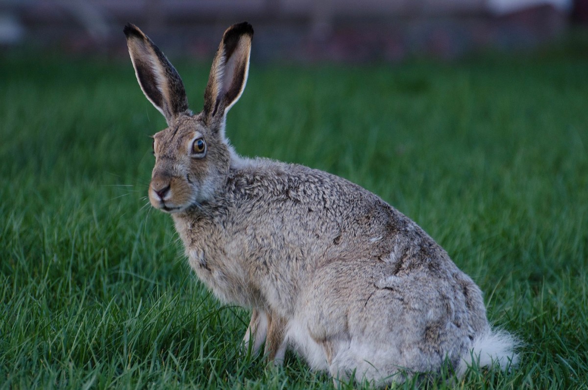 White-tailed Jackrabbit. Photo shared on Wikipedia by Connormah.