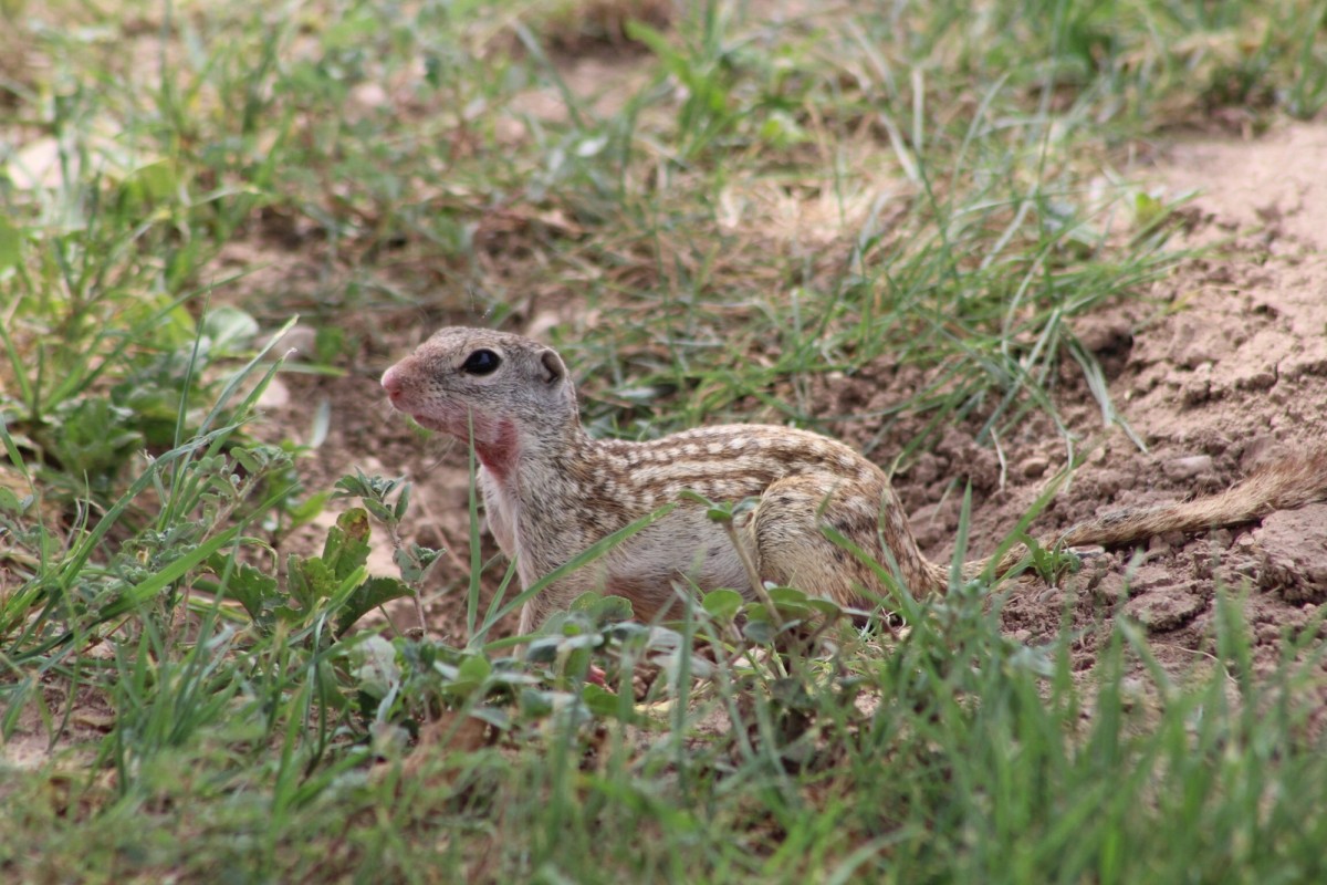 Rio Grande Ground Squirrel in grass. Photo shared to Wikipedia by Amanda Janusz.