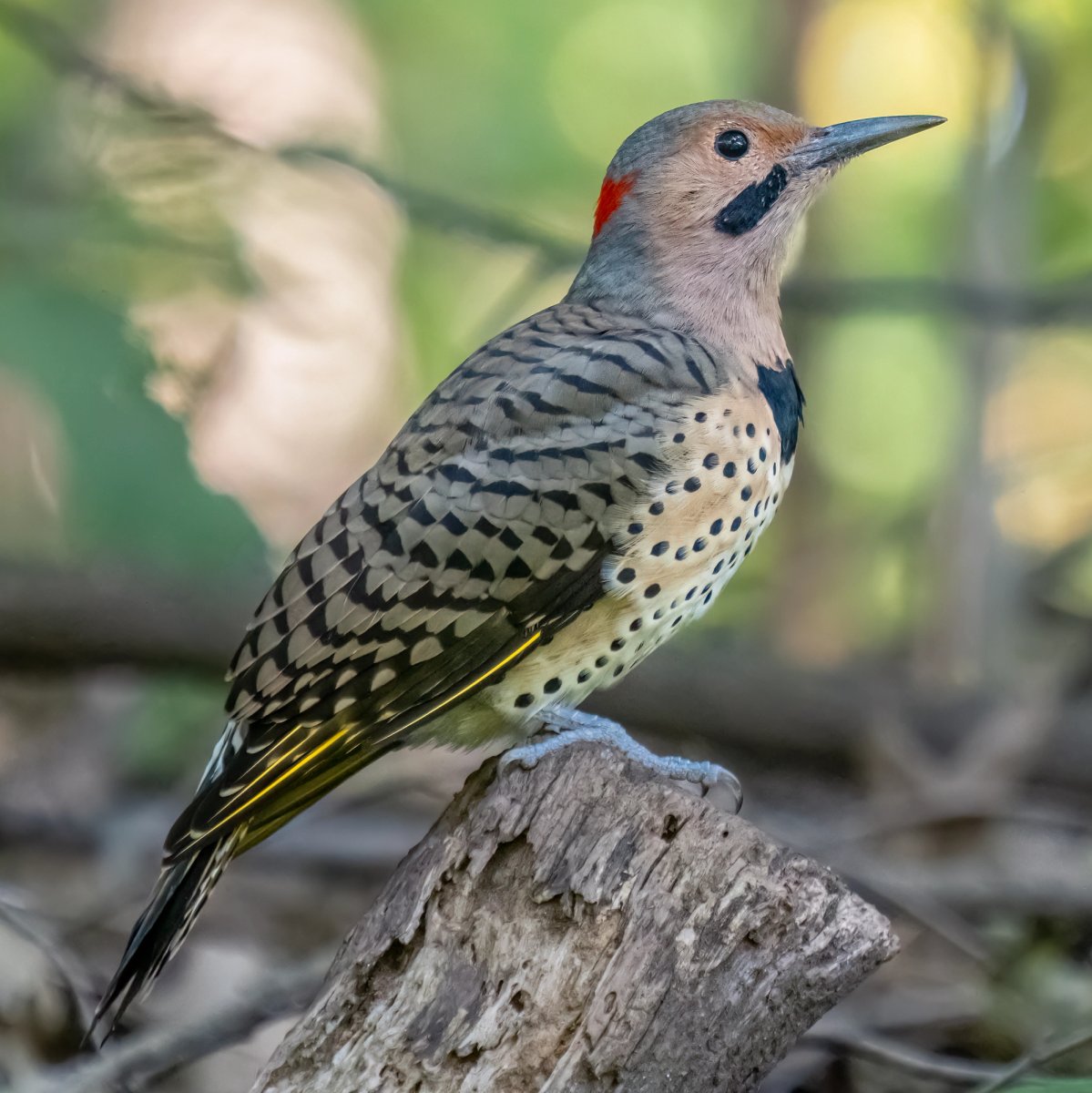 Northern flicker. Photo shared on Wikipedia by Rhododendrites.