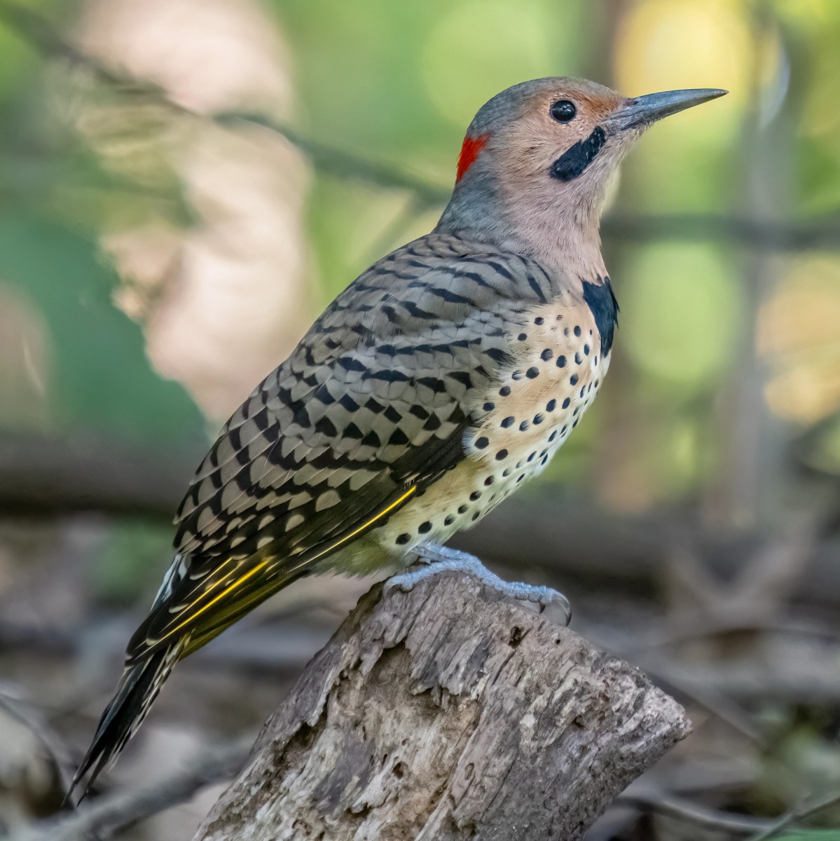 Northern flicker. Photo shared on Wikipedia by Rhododendrites.