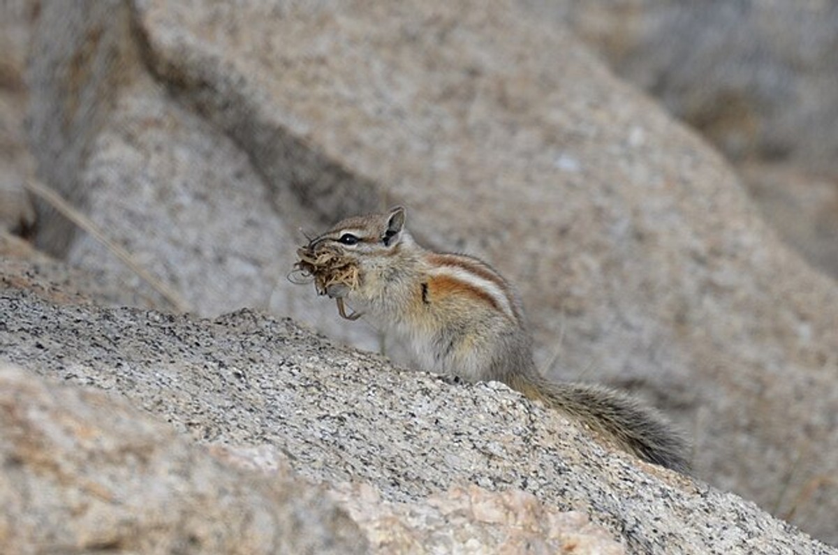 Alpine Chipmunk. Photo shared to Wikimedia by Rusty.