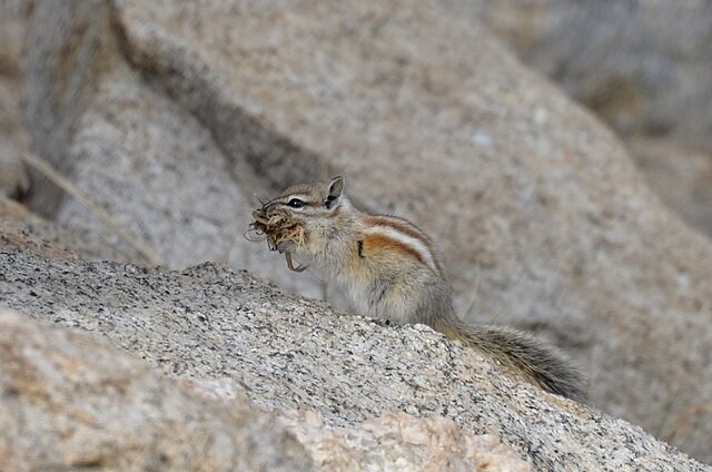 Alpine Chipmunk. Photo shared to Wikimedia by Rusty.