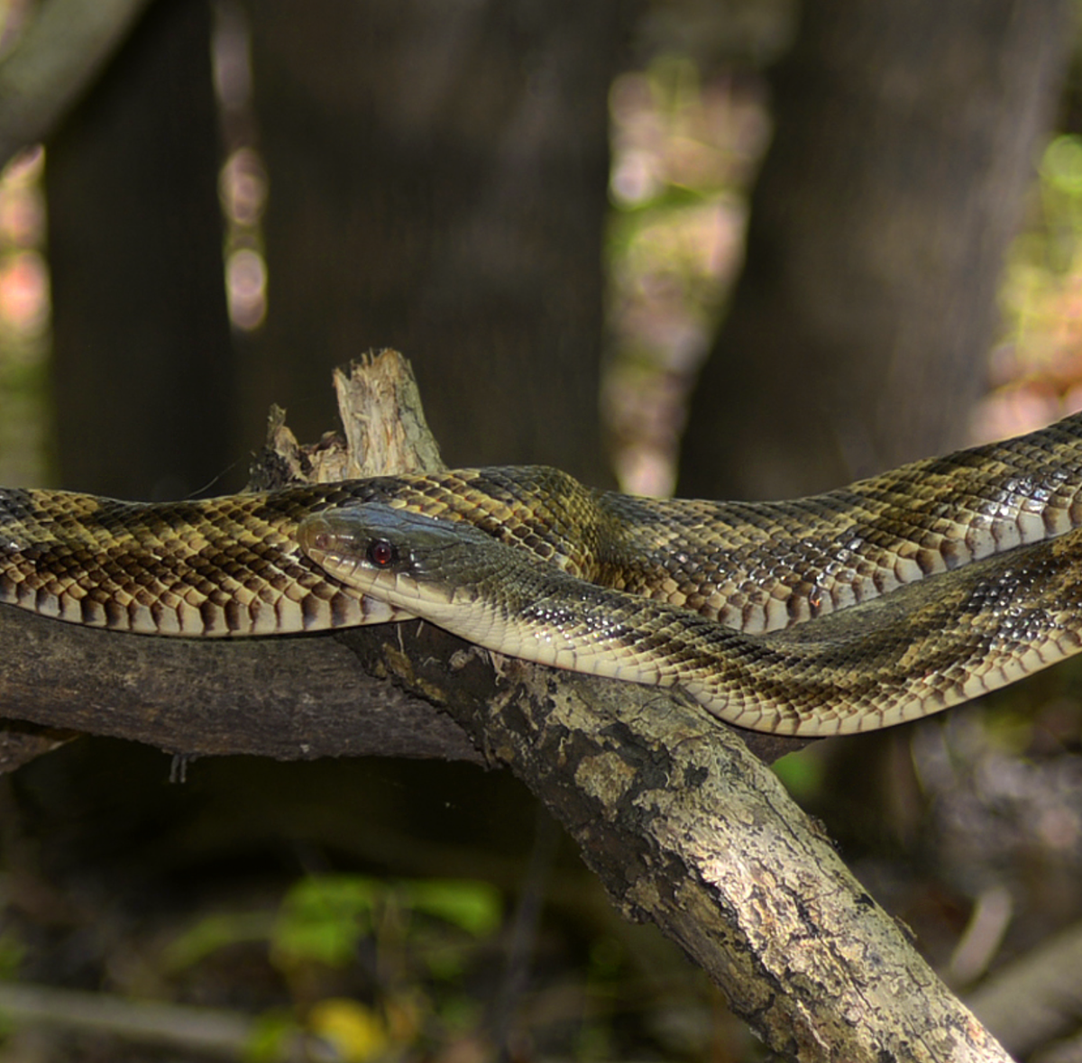 Texas Rat Snake in Liberty Co., Texas. Photo shared on Wikipedia by Wilafa.