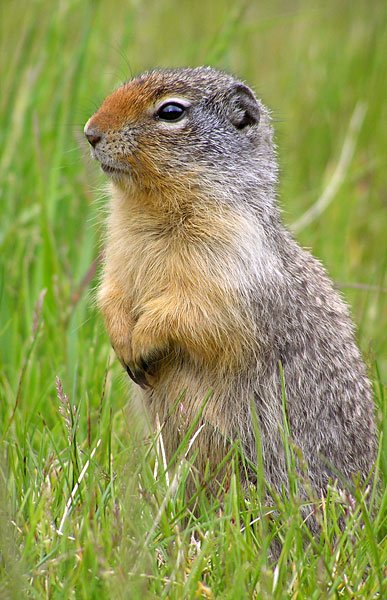 Columbian Ground Squirrel. Photo posted to Wikipedia by Martin Pot, caption reads Kays and Wilson, 2000, Mammals of North America, plates 21, 22
