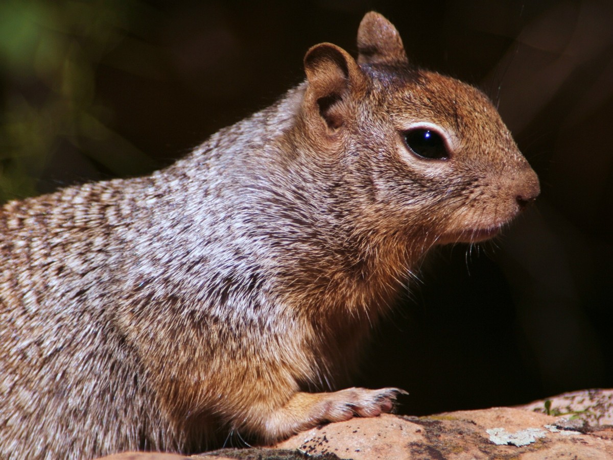 Rock Squirrel at Zion National Park. Posted on Wikipedia with caption Tadam at Polish Wikipedia.