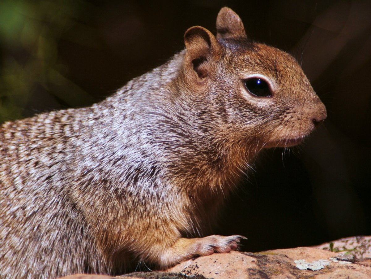 Rock Squirrel at Zion National Park. Posted on Wikipedia with caption Tadam at Polish Wikipedia.