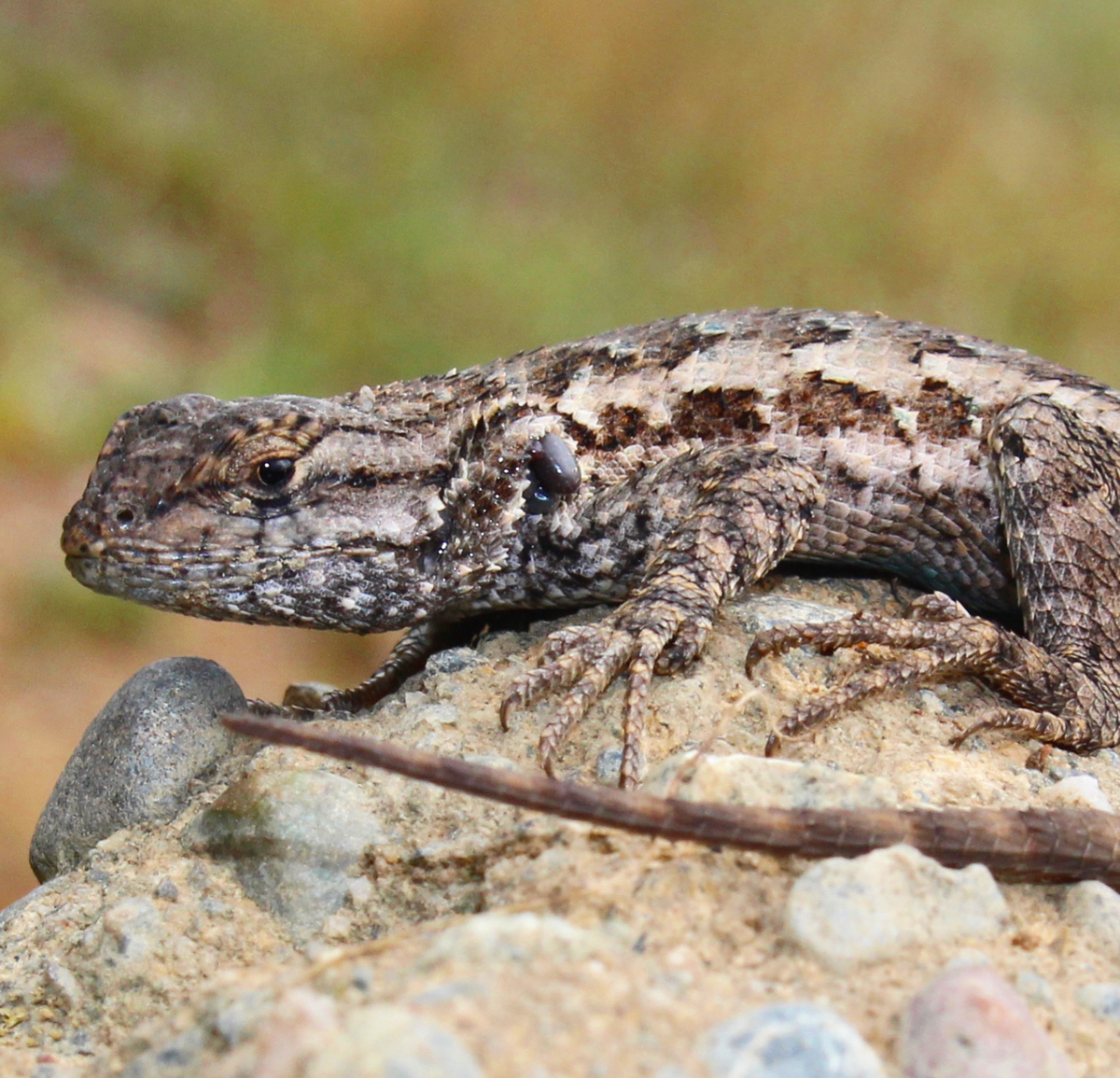 Western fence lizard, Sacramento County, CA. Photo shared on Wikipedia by Connor Long.