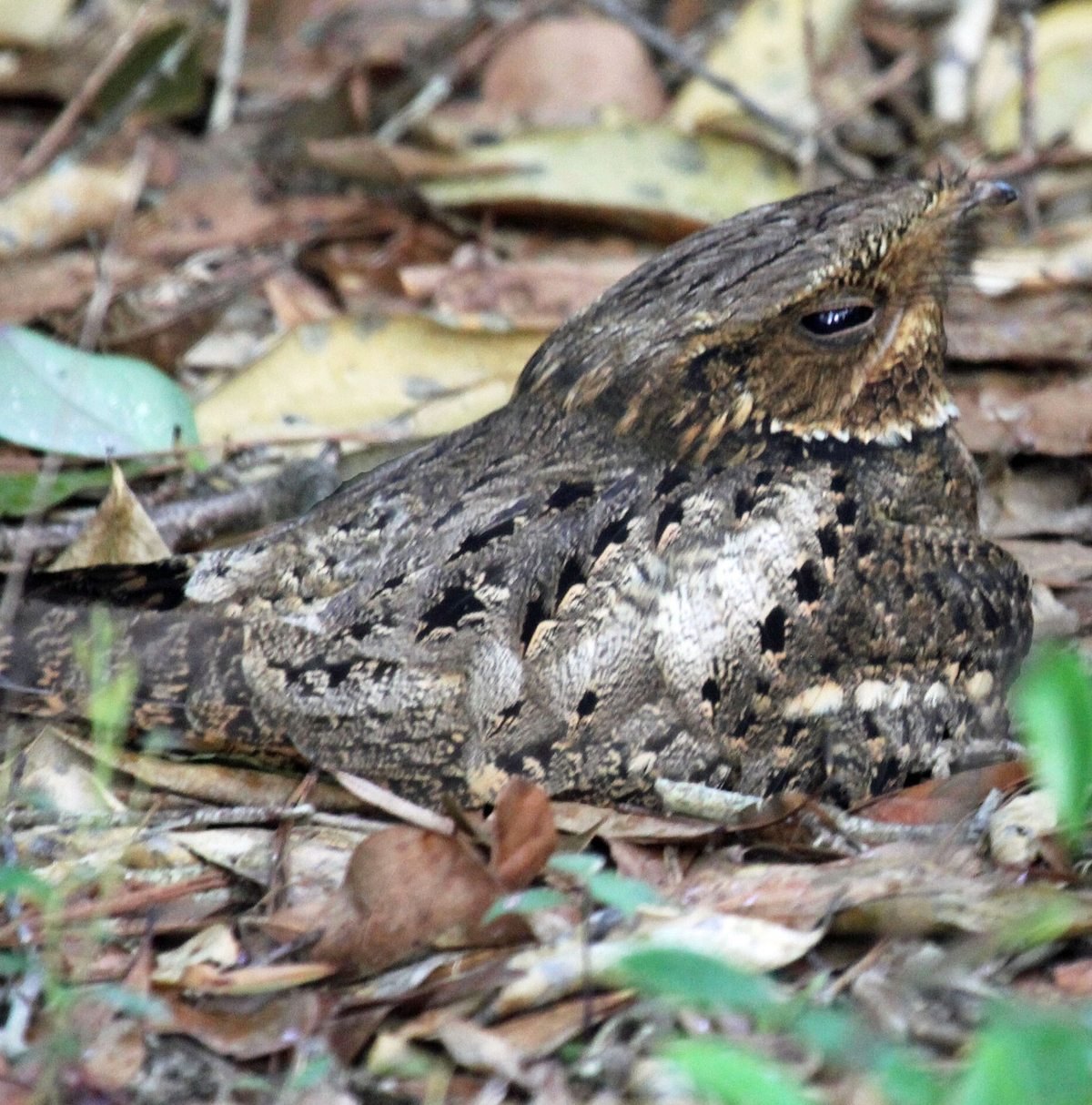Chuck-will's-widow in Exum, North Carolina.